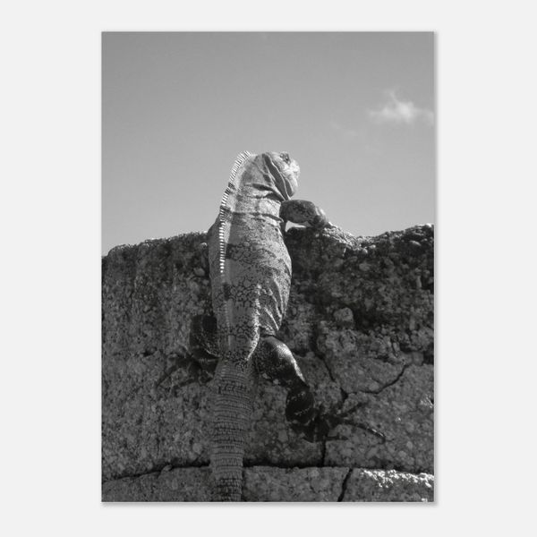 Mexico Iguana