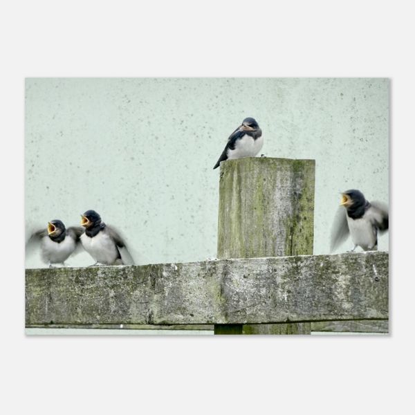 Barn Swallows